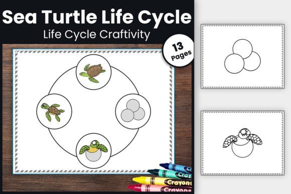 Download Sea Turtle Life Cycle Craft Activity - Turtle life Collection