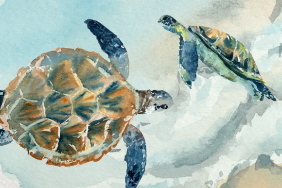 Download Watercolor Sea Turtle Life Cycle Clip Ar - Turtle life Collection
