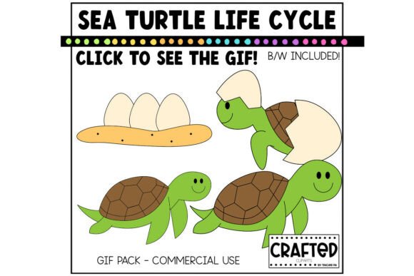 Download Simple Sea Turtle Life Cycle GIF Pack - Turtle life Collection